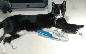 Pip the cat & his brush