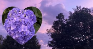Purples Sunset and Purple Hydrangea Bloom